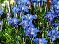 Deep blue trumpet flowers with a white throat